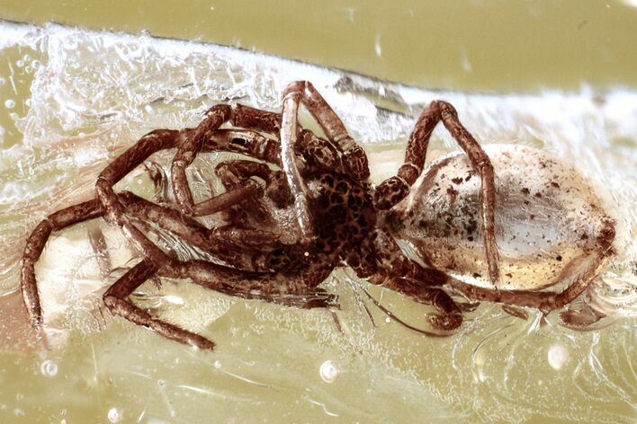 Detailed Fossil Spider (Araneae) In Baltic Amber #372593